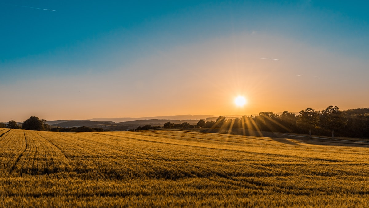 Crop field with agricultural monitoring sensors