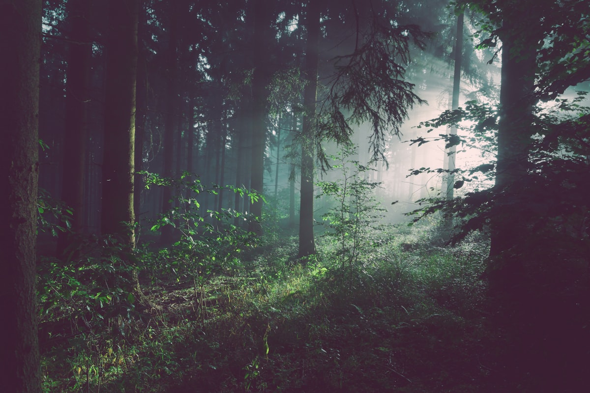 Protected Mediterranean forest in its natural state